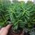 EUPHORBIA CLAVA, image 