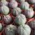 EUPHORBIA OBESA, image , 5 image