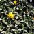 FAUCARIA TUBERCULOSA, image _ab__is.image_number.default