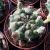 GYMNOCALYCIUM BALDIANUM, image , 2 image