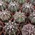 GYMNOCALYCIUM MIHANOVICHII, image , 6 image