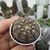 GYMNOCALYCIUM STELLATUM, image , 2 image
