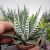 HAWORTHIA FASCIATA ALBA, image _ab__is.image_number.default