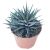 HAWORTHIA FASCIATA BIG BAND, image _ab__is.image_number.default