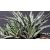 HAWORTHIA FASCIATA BIG BAND, image , 2 image
