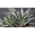 HAWORTHIA FASCIATA BIG BAND, image _ab__is.image_number.default