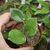 HOYA AUSTRALIS ALBOMARGINATA, image _ab__is.image_number.default