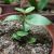 HOYA CUMMINGIANA, image _ab__is.image_number.default