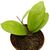 HOYA INCRASSATA, image _ab__is.image_number.default