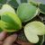 HOYA KERRI VARIEGATA, image _ab__is.image_number.default