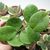 HOYA OBOVATA, image _ab__is.image_number.default