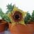 HUERNIA ZEBRINA, image _ab__is.image_number.default