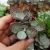 KALANCHOE HUMILIS, image _ab__is.image_number.default