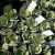 KALANCHOE SCAPIGERA, image _ab__is.image_number.default