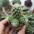 MAMMILLARIA ELONGATA LEMON, image _ab__is.image_number.default