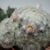 MAMMILLARIA PLUMOSA, image _ab__is.image_number.default