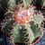 MELOCACTUS METANZANUS, image _ab__is.image_number.default