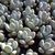 PACHYPHYTUM OVIFERUM, image 