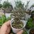 PEPEROMIA ASPERULA, image _ab__is.image_number.default