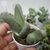 PLEIOSPILOS BOLUSII, image , 2 image