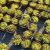 SEDUM ACRE, image _ab__is.image_number.default