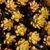 SEDUM ADOLPHII, image _ab__is.image_number.default