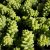 SEDUM BURRITO, image , 5 image
