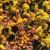 SEDUM REFLEXUM ANGELINA, image _ab__is.image_number.default