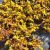 SEDUM REFLEXUM ANGELINA, image _ab__is.image_number.default