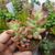 SEDUM RUBROTINCTUM AURORA, image _ab__is.image_number.default