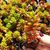 SEDUM RUBROTINCTUM, image 