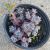 SEDUM SPATHULIFOLIUM PURPUREUM, image _ab__is.image_number.default