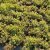 SEDUM SPURIUM, image _ab__is.image_number.default