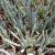 SENECIO FICOIDES, image , 3 image