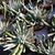 SENECIO SCAPOSUS, image _ab__is.image_number.default