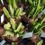 STAPELIA HIRSUTA, image _ab__is.image_number.default