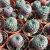 SULCOREBUTIA RAUSCHII VIOLACIDERMIS, image _ab__is.image_number.default