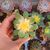 AEONIUM HAWORTHII DREAM COLOR, image _ab__is.image_number.default