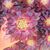 AEONIUM MARDI GRAS, image _ab__is.image_number.default