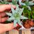 ALOE HUMILIS, image , 6 image