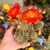 CHAMAELOBIVIA HYBRID RED, image , 2 image