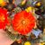 CHAMAELOBIVIA HYBRID RED, image , 4 image