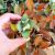 CRASSULA ARBORESCENS UNDULATIFOLIA, image _ab__is.image_number.default