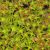 CRASSULA CAPITELLA, image _ab__is.image_number.default