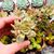 CRASSULA CULTRATA VARIEGATA, image _ab__is.image_number.default