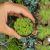 CRASSULA SOCIALIS, image _ab__is.image_number.default