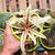 CRYPTANTHUS PINK STAR, image _ab__is.image_number.default