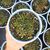 DELOSPERMA CONGESTUM WHITE NUGGET, image _ab__is.image_number.default