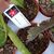 EPIPHYLLUM HYBRID IRETTE, image , 3 image
