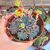 ECHEVERIA BLUE ELF, image _ab__is.image_number.default